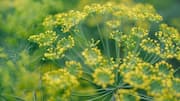 How to grow dill at home