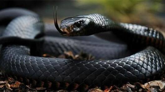 India: 1.14 lakh snakebites reported in 7 months