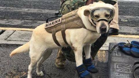 Meet Frida, the dog that's saving people in earthquake-hit Mexico Meet Frida, the dog that's saving people in earthquake-hit Mexico