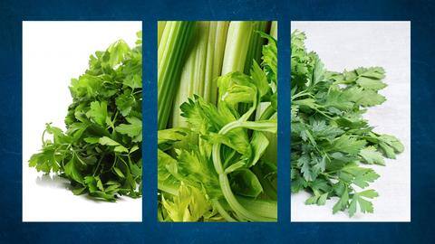 Let's understand the difference between cilantro, parsley, and celery Let's understand the difference between cilantro, parsley, and celery