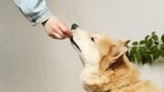 5 homemade vitamin treats for your dog