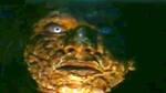 Zee Horror Show: The king of horror