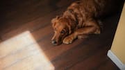 5 best dog-friendly flooring options