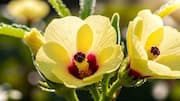 Okra flowers: Nutrition, culinary uses, and more