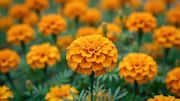 Surprising health benefits of marigold flowers