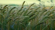 Comparing barley and buckwheat: Which is healthier?