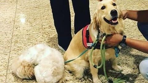 At Mumbai airport, pet therapy de-stresses anxious flyers At Mumbai airport, pet therapy de-stresses anxious flyers