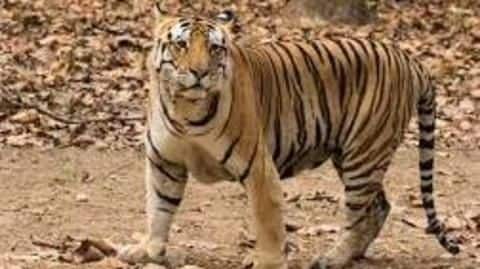 Two tigers of Ranthambore National Park found dead Two tigers of Ranthambore National Park found dead