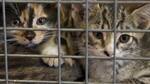 Cats were seized by self-appointed 'vigilantes', says Kapur