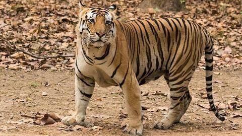 Only 13% of tiger conservation areas meet global standards: Survey Only 13% of tiger conservation areas meet global standards: Survey