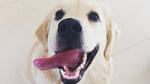 Dogs handled by Gurgaon based organization