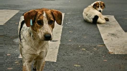 Two foreign tourists suffers dog bites in Rajasthan