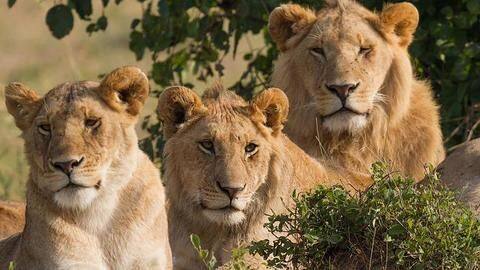 Gujarat: 184 lions died in two years; HC issues notice Gujarat: 184 lions died in two years; HC issues notice