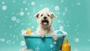 How to care for your pet during monsoon