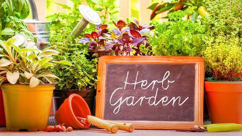 A guide to growing your own herb garden A guide to growing your own herb garden