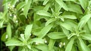 How to grow stevia at home