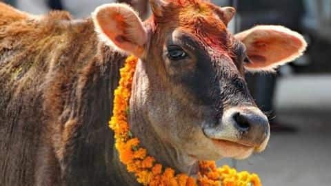 Uttarakhand: High Court is now the legal guardian of cows Uttarakhand: High Court is now the legal guardian of cows