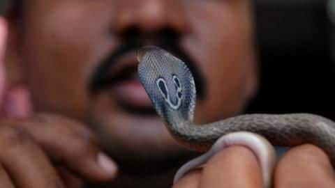 Andhra: 'Sarpa Shanti Yagna' being organized to curb snake-related incidents Andhra: 'Sarpa Shanti Yagna' being organized to curb snake-related incidents