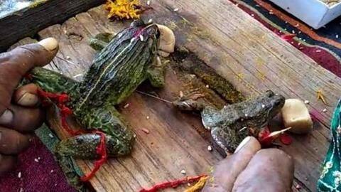 Madhya Pradesh: Minister organizes frog wedding to please rain Gods Madhya Pradesh: Minister organizes frog wedding to please rain Gods