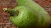 Pune: Woman dies after drinking bottle-gourd juice, doctors issue precautions