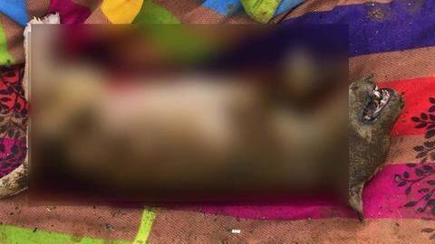 #RIPHumanity: Puppies burnt alive in Hyderabad while their mother cried #RIPHumanity: Puppies burnt alive in Hyderabad while their mother cried