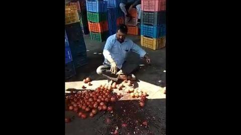 #ViralVideo: As no one buys his crops, farmer destroys pomegranates #ViralVideo: As no one buys his crops, farmer destroys pomegranates