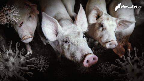 Fever, caused by illicit vaccines, takes over Chinese pig farms Fever, caused by illicit vaccines, takes over Chinese pig farms