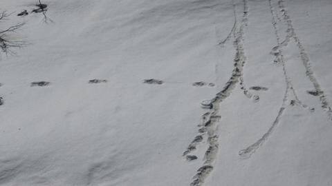 Indian Army says expedition team saw 'Yeti' footprints, shares evidence Indian Army says expedition team saw 'Yeti' footprints, shares evidence