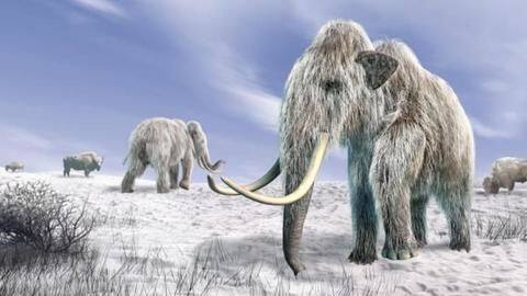 World's oldest DNA sequenced from molar of million-year-old mammoth World's oldest DNA sequenced from molar of million-year-old mammoth