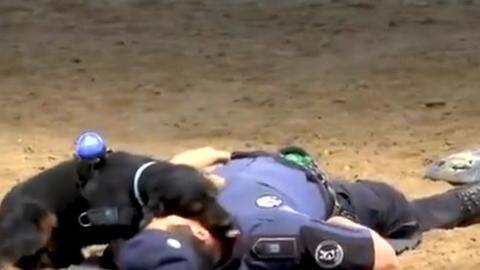 Internet's favorite dog can't actually perform CPR, experts say Internet's favorite dog can't actually perform CPR, experts say