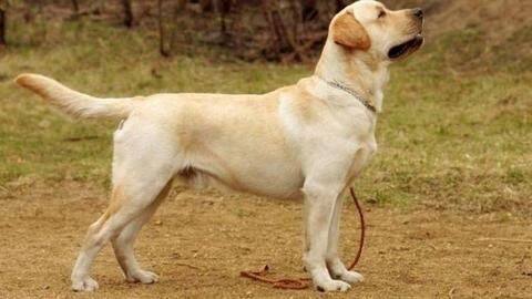 Tempo driver injures dog, furious owner stabs him to death Tempo driver injures dog, furious owner stabs him to death