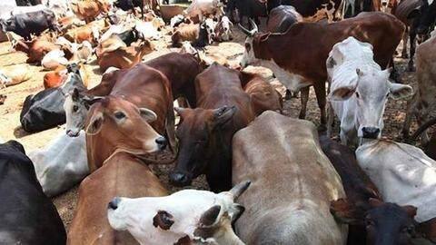 3 booked under NSA for cow slaughter in Congress-governed MP 3 booked under NSA for cow slaughter in Congress-governed MP