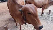 Man rapes cow in Mangalore. Where are we headed, really?