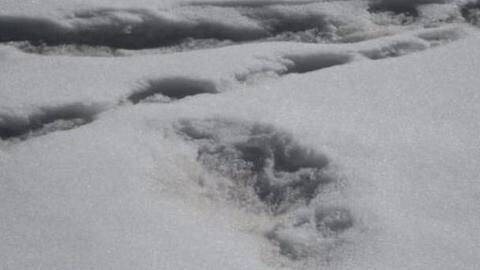 Not Yeti but a bear: Nepal dismisses Indian Army's claims Not Yeti but a bear: Nepal dismisses Indian Army's claims