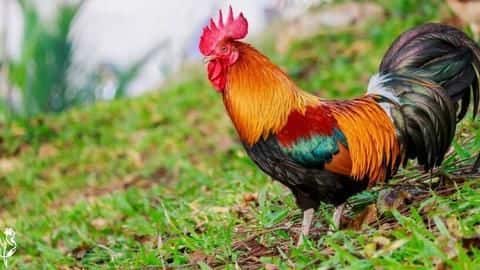 Maharashtra: Chicken 'disturbs' woman's sleep, she approaches police Maharashtra: Chicken 'disturbs' woman's sleep, she approaches police