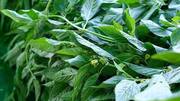 Egyptian spinach: A heart-healthy superfood