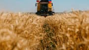 India resumes wheat exports after 4-year pause