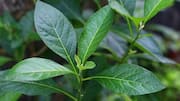How bitter leaf is used in African cuisine