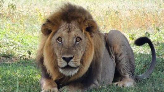 Animal cruelty rattles millions of people