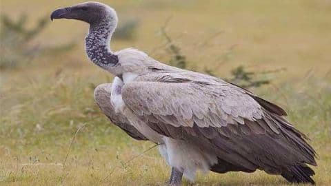 Vulture conservation: Multi-dose vials of diclofenac banned Vulture conservation: Multi-dose vials of diclofenac banned