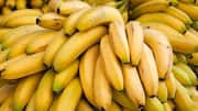 What exactly are gonja bananas?