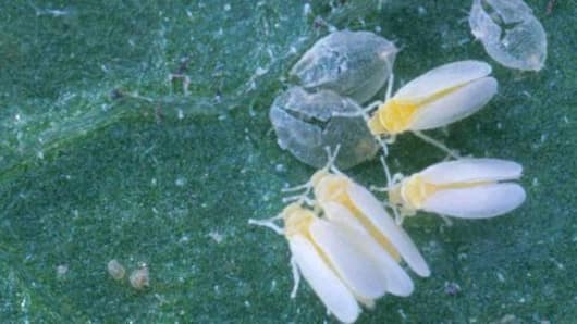 The whitefly attack in Punjab