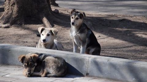 Authorities should follow rules in culling dogs: SC Authorities should follow rules in culling dogs: SC