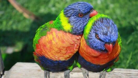 Do birds have the right to be free?