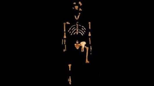 Lucy-the Australopithecus
