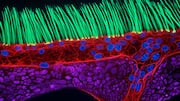 Nikon disqualifies Small World in Motion winner over generative AI