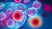 Cedars-Sinai scientists discover PD-L2 may help 'zombie cells' evade immunity