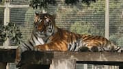 Yorkshire Wildlife Park visitor William Chapman killed by tiger Altai