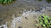 Dead fish in Yamuna near Burari raise drinking water concerns