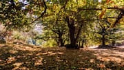 Monarch Compute Campus threatens 200 chestnut trees in West Virginia